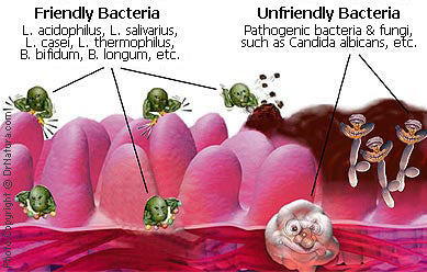 Probiotics and Lacto-Fermentation: Maintaining Healthy Bacteria